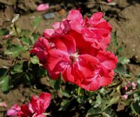 red-pinocchio-636