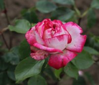 rina-herholdt-446