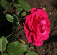 rodhatte-743
