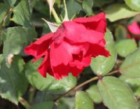 romance-217