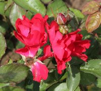 romance-218