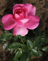 rosenfee-008
