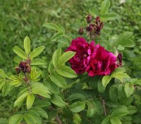 rotes-phanomen-751