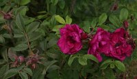 rotes-phanomen-752