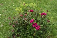 rotes-phanomen-753