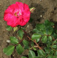 rotilia-035
