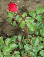rotilia-036