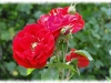 amadeus4