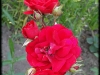amadeus5