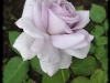ametyst2