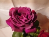 big-purple05