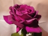 big-purple6
