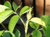 chloris2