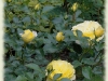 dsc00826