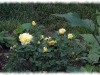 dsc00915