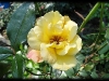 sutters gold