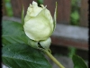 dsc02421