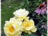 dsc02518
