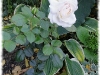 dsc03200