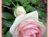 eden-rose-88