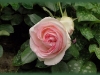 eden-rose3