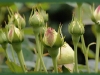 eden-rose4