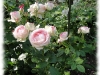 eden-rose5