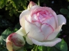 eden-rose6