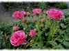 elmshorn2