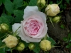 felicite-parmentiere