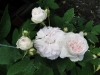 felicite-parmentiere1
