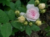 felicite-parmentiere3