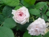 felicite-parmentiere4