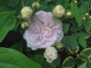 felicite-parmentiere5