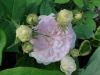 felicite-parmentiere6
