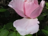 gartentraume