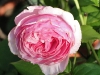 gartentraume3