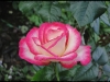 haendel2