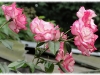 haendel3