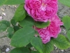 rose-de-rescht