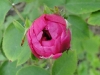 rose-de-rescht2