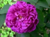 rose-de-rescht3