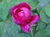 rose-de-rescht4
