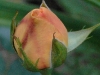 sangerhausen-jubilaumsrose