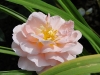 sangerhausen-jubilaumsrose4