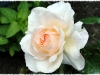sweet-love4
