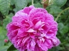 jowita5