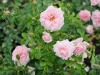 home-garden-1516