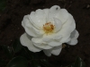 innocencia-018