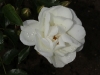 innocencia-020